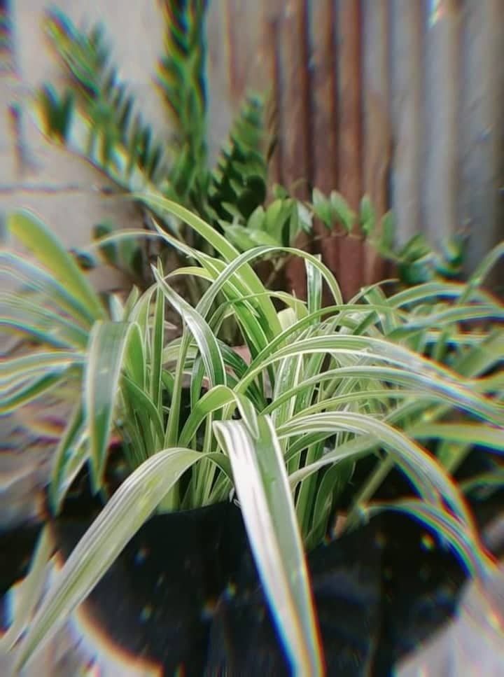 62f5265342091.jpg